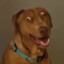 Scooby doidão