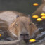 Capybara