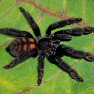 Spidersiak | hellcase.com