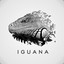 Iguana