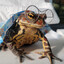 money toad
