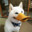 quackslikeadoug