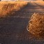 Tumbleweed