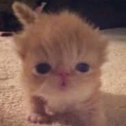 Derzhalka Salphetok zxc