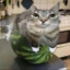kiticarez