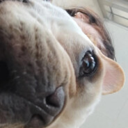 横滨黄昏立式香蕉