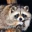 Rocket_Raccoon