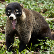 Coati