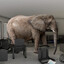 elephant in the room
