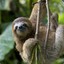 Long-sloth