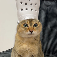 just kitten