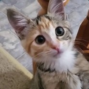Kitty Cat