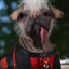 deadpool dog