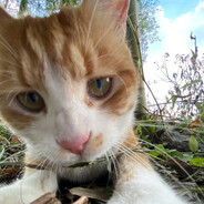 我要作业上天！