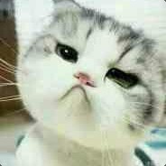 懒猫儿丶已换号