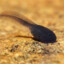 Tadpole