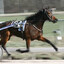 Caballo