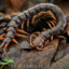 Scolopendra