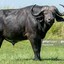 buffalo.exe