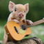✪ Pigg, o violeiro