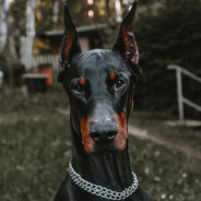 джеса