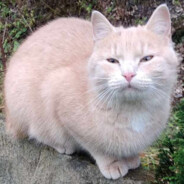 420 PEEK ♕ⒷⓄⒷⒾⓀⒶ