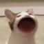 SHREXZXC