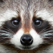 Аватар MrRaccoon