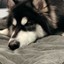 furry