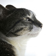 gato no pensante