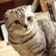 エイダ・ウォン