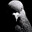 Pigeon testosteron