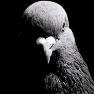 Pigeon testosteron