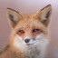 loz 🦊