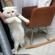 谁打我谁是小笨猪