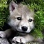 [rainbow] WolfzKiller-_-