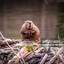 A Beaver