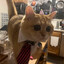 donnymeow7