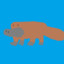 platypus