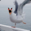 Aroused Seagull