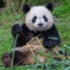 Mei Xiang