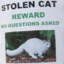 Stolen Cat