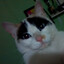 gato se da cuenta que lo graban
