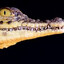 Crocodildo