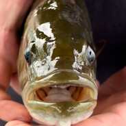 ✪fish