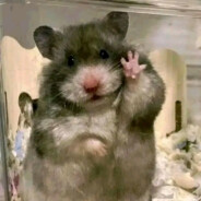 只会装机的鼠鼠