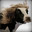 THE COW
