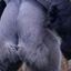 Harambe&#039;s Butt