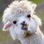 PabloAlpaca