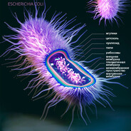 кишечная палочка